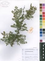 Image result for Acacia grandicornuta