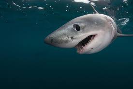 La mielga, tiburón sierra japonés, tiburón ballena, tiburón blanco, tiburón dormilón, tiburón anguila, tiburón martillo y el angelote de australia que representa las órdenes squaliformes, pristiophoriformes, orecttolobiformes, lamniformes, heterodontiformes, hexanchiformes, carcariniformes y squatiniformes, respectivamente. Mas Alla De La Ficcion Y El Prejuicio El Desconocido Mundo De Los Tiburones En Chile Ladera Sur