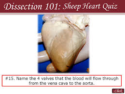 Dissection 101 Sheep Heart Quiz Click Ppt Download
