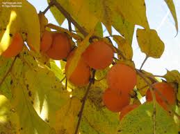 Image result for Diospyros virgata