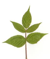 Image result for Rubus iringanus