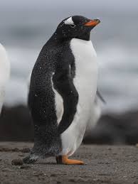 Macquarie Island Wildlife Recovering After Rabbit Eradication Penguins Macquarie Island Gentoo Penguin