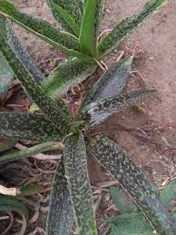 Image result for Ledebouria Unidentified sp. no1.
