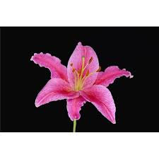 We did not find results for: Pink Lily Against Black Background Poster Print By Steven Raniszewski 44 34 X 22 Large Walmart Com Walmart Com