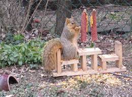 My landscape helpers here are the towhees, juncoes and california quail that come by to keep the area under the bird feeders clear! Pin By Pat Werger On My Style Pinboard Squirrel Feeder Diy Squirrel Feeder Squirrel