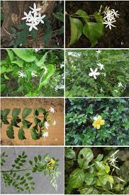 Image result for Menodora africana