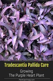 Tradescantia Pallida Care Growing The Purple Heart Plant Purple Heart Plant Purple Plants Plants