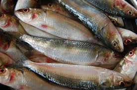 indian oil sardine wikipedia