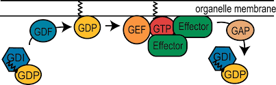 Lalu bagaimana nomor wa kita supaya di save oleh gus azmi ? Rabs And Their Effectors Achieving Specificity In Membrane Traffic Pnas