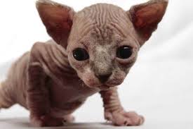 Most hairless cat owners keep their cats indoors to protect their skin and use sunscreen recommended by their veterinarians in the event also known as the canadian hairless, the sphynx cat weighs about 6 to 12 pounds. Sphynx Cat Prices And Why They Cost So Much Pets Kb