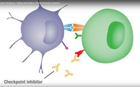 Image result for Immune Checkpoint Inhibitor