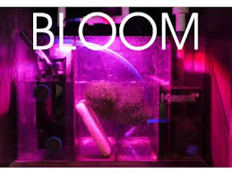 Maybe you would like to learn more about one of these? Kessil Led H80 Tuna Flora Fur Susswasseraquarien