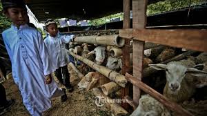 Download now 8 gambar mewarnai diri sendiri terbaik di 2018. Cara Memilih Hewan Kurban Idul Adha 2020 Pilih Kambing Yang Bagus Bulu Bersih Testis Simetris Tribunnews Com Mobile