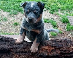 Australian cattle dog , 2 months old. Australian Cattle Dog Puppies For Sale Pleasant View Tn 353507