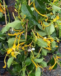 Image result for Lonicera