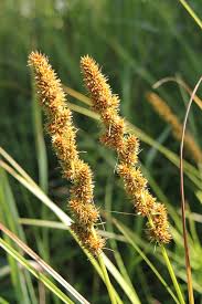 Image result for Carex sp.no.1