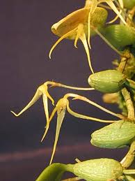 Image result for Bulbophyllum oreonastes