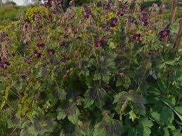 The grieving process often leaves widows without emotional energy or motivation to read much in one sitting. Geranium Phaeum Samobor Mourning Widow Z 4 9 Heritage Flower Farm