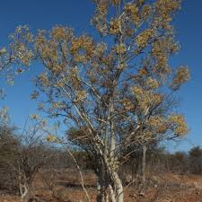 Image result for Steganotaenia