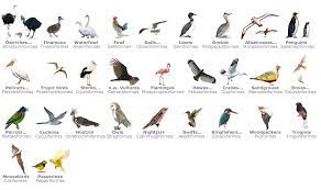 Aves is listed in the world's largest and most authoritative dictionary database of abbreviations and acronyms the free dictionary Class Aves Learn About The Bird Families