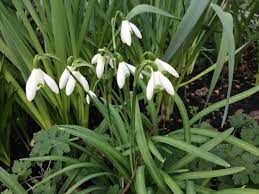 Snowdrop Spring Herald And Alzheimer Medication Mecklenburgh Square Garden