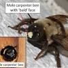 Although bees are crucial to an enduring and balanced ecosystem, they can be a significant danger when they set up hives close to an entire hive is predisposed to fiercely attack when the nest is threatened. Https Encrypted Tbn0 Gstatic Com Images Q Tbn And9gcqmh9xeh0eizwbxqdrst1iokzafccph96kr8chnohyvvieezqoj Usqp Cau