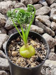 Image result for Albuca virens