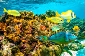 The 14 Most Amazing Snorkeling Spots in Jamaica | SANDALS