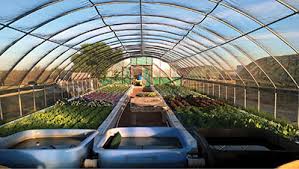 Decoupled Aquaponics A Comparison To Single Loop Aquaponics New Mexico State University Be Bold Shape The Future