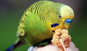 training your budgie how to tame a parakeet hari