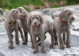 Most Trendy Boy And Girl Dog Names Of 2014 Weimaraner Puppies Girl Dog Names Girl And Dog