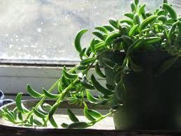 Image result for Senecio greenwayi