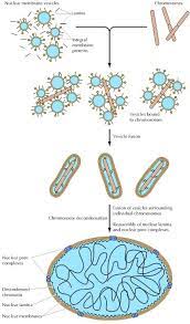 Figure 8 34 Re Formation Of The Nuclear Envelope The Cell Ncbi Bookshelf Nuclear Membrane Nuclear The Cell