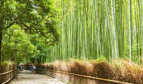 Bamboo (countable and uncountable, plural bamboos). Wander Through Kyoto S Iconic Bamboo Forest Japan Cheapo