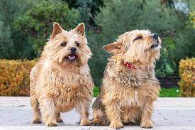 1914 william jones willum, the first norwich (called a jones terrier then), brought to america. Norwich Terrier Dog Breed Information