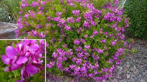 Image result for Polygala filicaulis