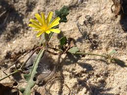 Image result for Launaea rarifolia