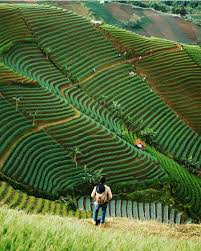Keren Majalengka Punya Wisata Terasering Bak Di Bali
