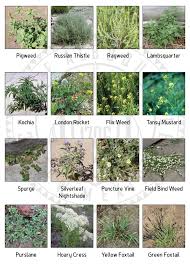 Chart Of Nuisance Weeds