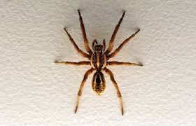 Minimum duration of acute pain from the bites of wolf spiders is around ten minutes. Wolf Spider Allocosa Obscuroides