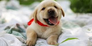 Contact us today to secure your puppy: How Much A Labrador Puppy Costs In India Dogexpress