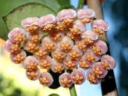 Pin On Plants Hoya Species