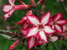 Image result for Adenium multiflorum