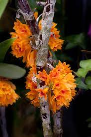 Dendrobium Bullenianum Bright Orange Clusters Of Flowers Standout From The Stems Of This Orchid Longwoodgard Unusual Flowers Orchid Plants Beautiful Orchids