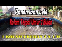 Panen Ikan Lele Kolam Terpal Waktu Cuma 2 Bulan Sudah Besar Youtube