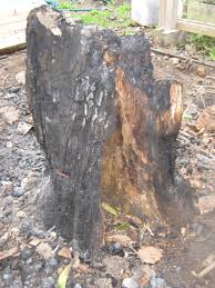 We did not find results for: How To Remove Tree Stumps Without Chemicals Or Tools Permaculture Magazine