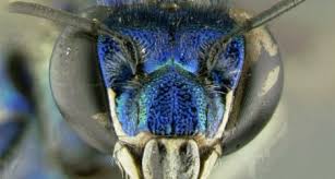 The dog, the cat and the mouse. The Evolution Of The Orchid And The Orchid Bee Science Smithsonian Magazine