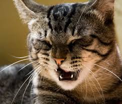 This is an instinctive response. Cat Have A Stuffy Nose Here Are 10 Causes Of Feline Rhinitis