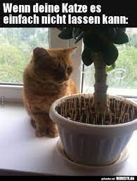 Luxus lustige katzen bilder mit sprüchen. Wenn Deine Katze Es Einfach Nicht Lassen Kann Lustige Bilder Spruche Witze Echt Lustig Katze Lustig Lustige Bilder Katzen Witze