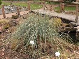 Image result for Cladium mariscus